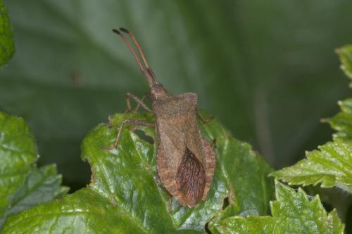 Réf. 260 565 : Coreus marginatus
